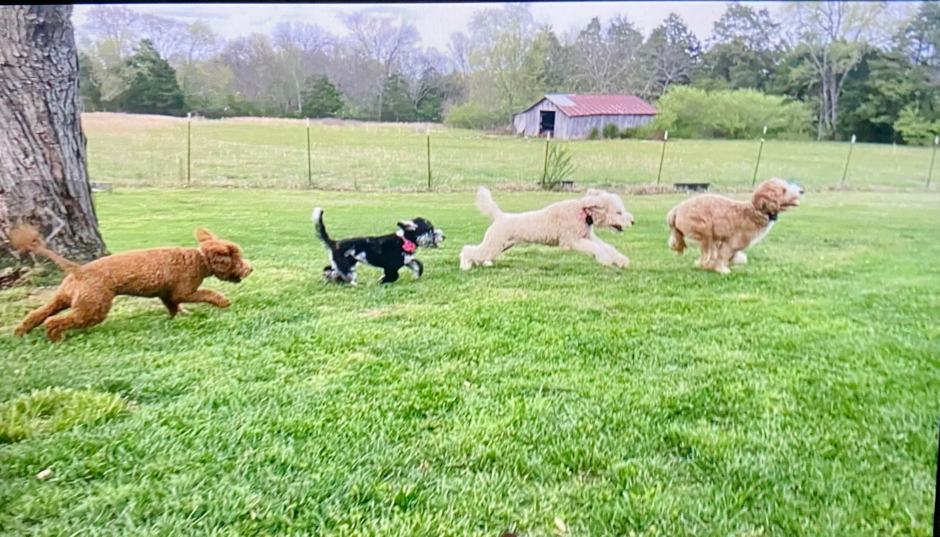Piper, Lulu, Hailee, and Marley chasing each other in th yard.