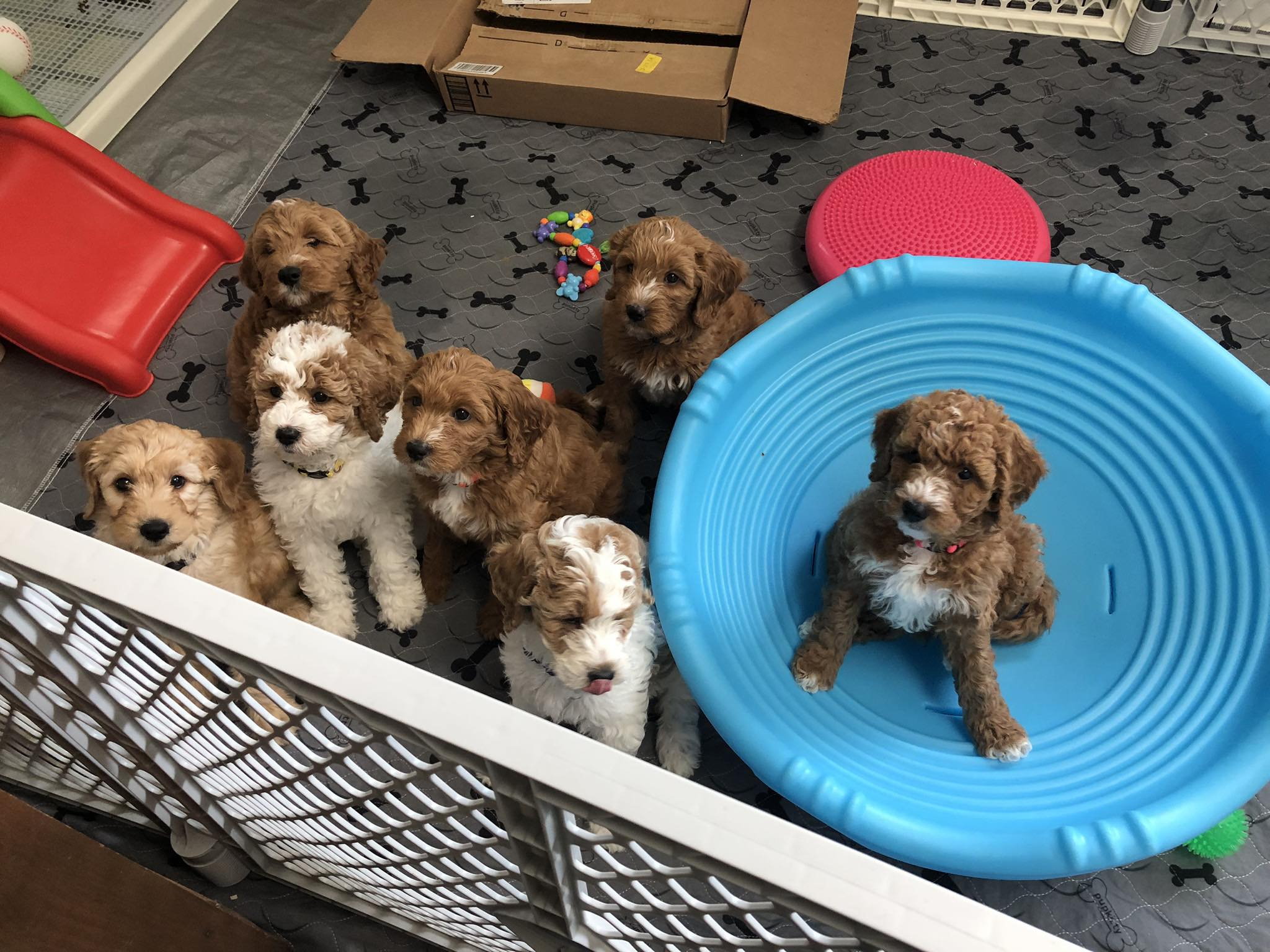 Puppy Pen